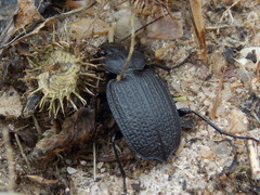 Licinus