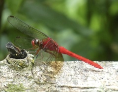 Rhodopygia cardinalis