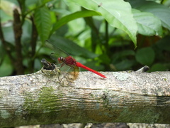 Rhodopygia cardinalis