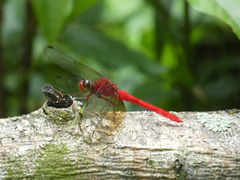 Rhodopygia cardinalis