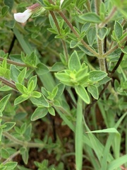 Syncolostemon transvaalensis