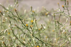 Leucosyris carnosa