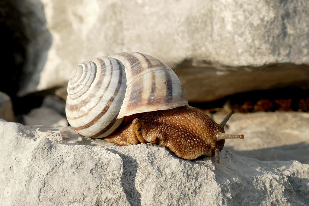 Helix Snails