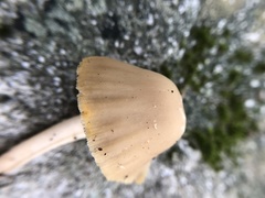 Psathyrella gracilis