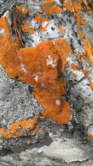 Caloplaca cinnabarina