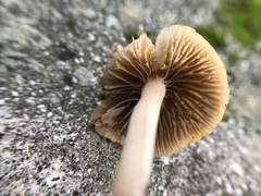 Psathyrella gracilis