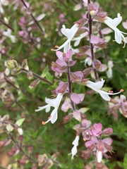 Syncolostemon transvaalensis