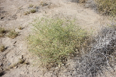 Leucosyris carnosa