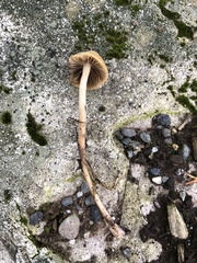 Psathyrella gracilis