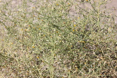 Leucosyris carnosa