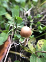Psathyrella gracilis