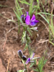 Polygala gracilenta