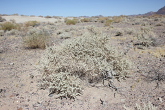 Atriplex parryi
