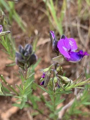 Polygala gracilenta