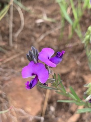 Polygala gracilenta