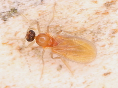 Diptera