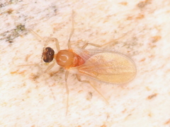 Diptera