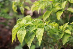 Capsicum annuum glabriusculum