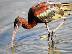 Plegadis falcinellus