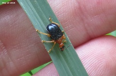 Tomapoderus ruficollis