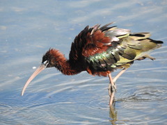 Plegadis falcinellus