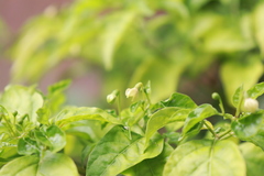 Capsicum annuum glabriusculum