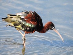 Plegadis falcinellus