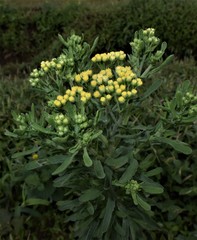 Eschenbachia stricta