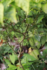 Capsicum annuum glabriusculum