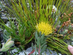 Leucospermum