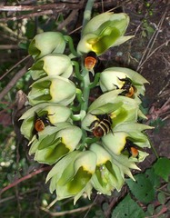Catasetum macroglossum