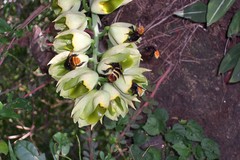 Catasetum macroglossum