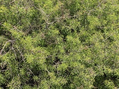 Searsia rigida rigida