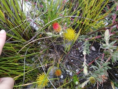 Leucospermum