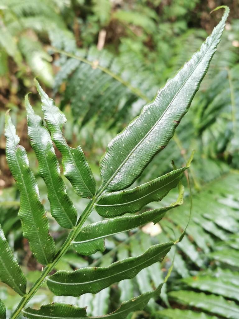 Angiopteris chongsengiana