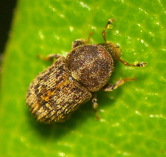 Chaetoptelius mundulus