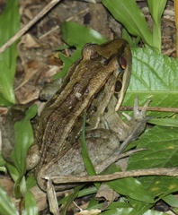 Leptodactylus latrans