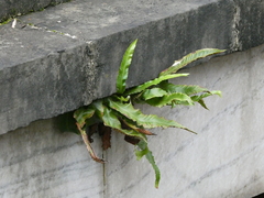 Asplenium scolopendrium