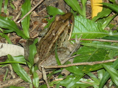 Leptodactylus latrans