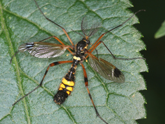 Ctenophora