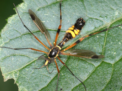 Ctenophora