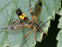 Ctenophora
