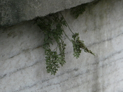 Asplenium ruta-muraria