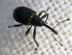 Anthonomus rubi