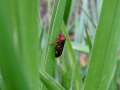 Mahanarva rubropicta