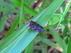 Mahanarva rubropicta