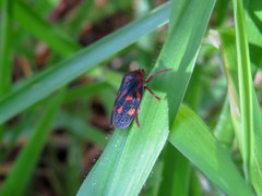 Mahanarva rubropicta