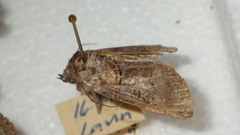 Abrostola asclepiadis