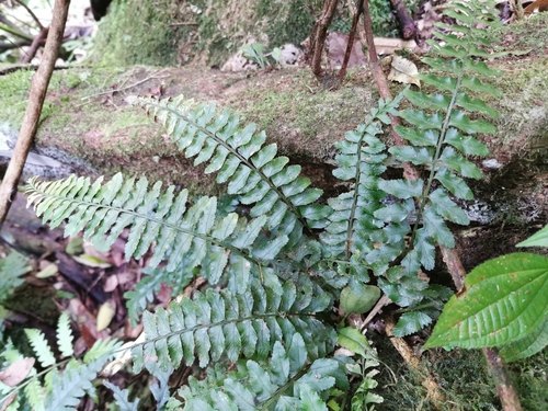 Asplenium tenerum image