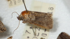 Abrostola asclepiadis
